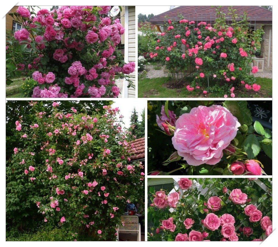 Camelot róże pnące